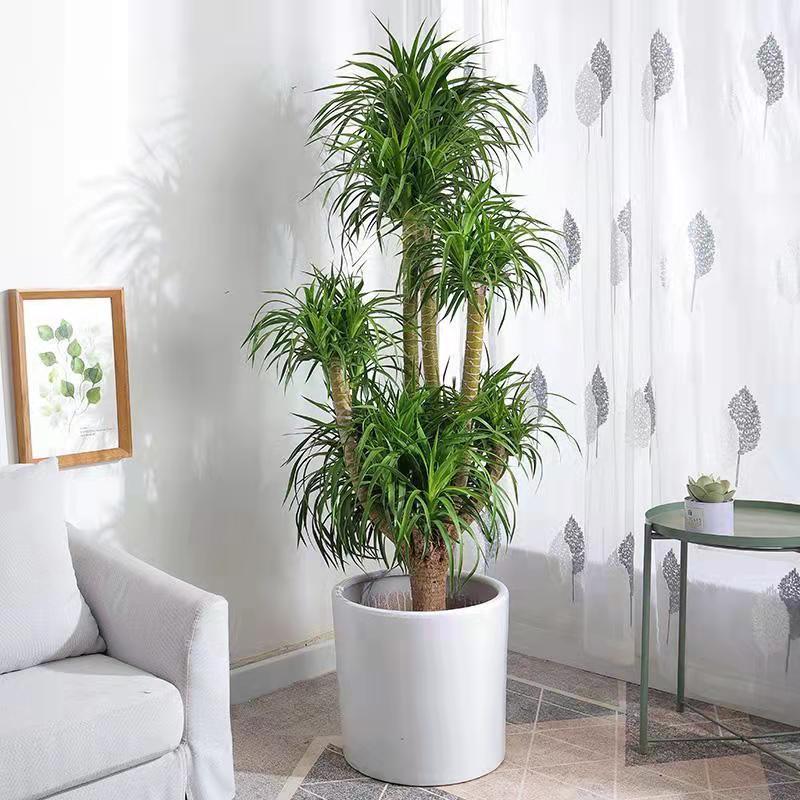 龙血树大型绿植盆栽大盆室内客厅办公室送货上门多头水泥盆款式可选