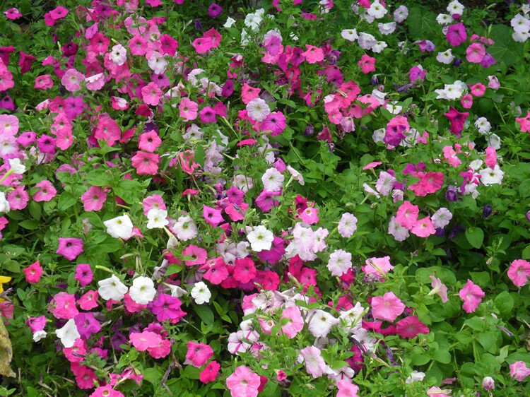 进口矮牵牛花种子四季种耐寒易发芽混色阳台盆栽绿化花卉种子 矮牵牛