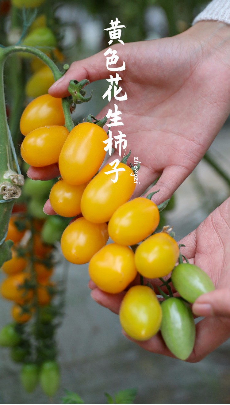农之子 花生西红柿种子小柿子番茄种苗 【黄果香甜】花生柿子种子 10