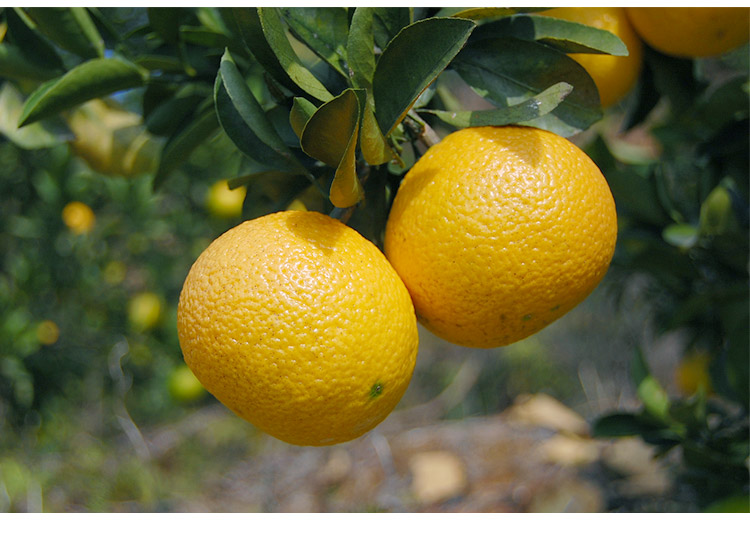 庆元甜桔柚庆元甜橘柚密胜建阳桔柚汁多香甜精选大果10斤礼盒装20斤