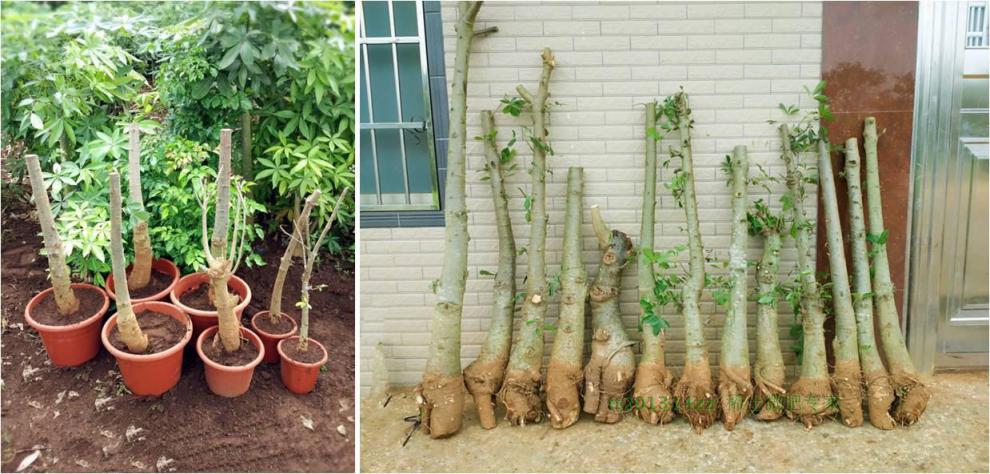 猴面包树苗种子正宗非洲名贵树种diy盆栽地栽 有8年开花结果树 30公分