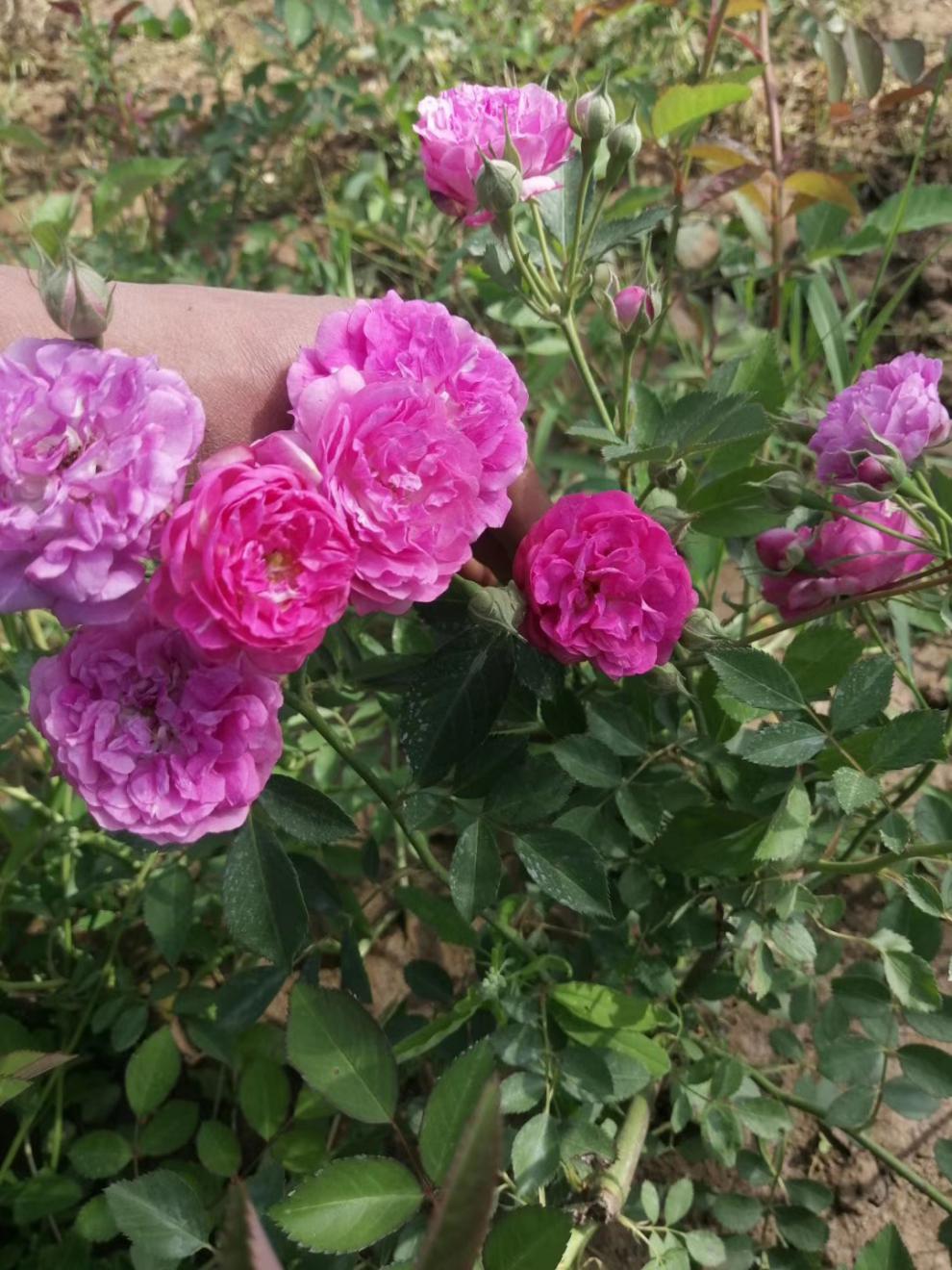 采缇 暗香虎嗅十姐妹蔷薇花苗盆栽藤本粉色系大花朵浓香经典中国老