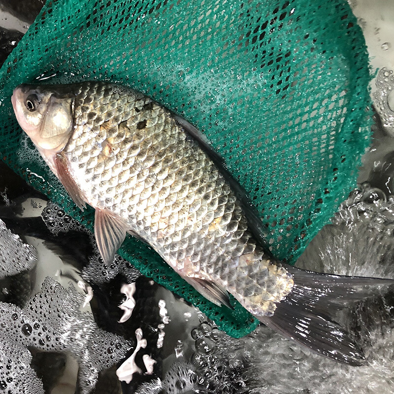 千島湖新鮮鯽魚鮮活野魚鮮活現殺淡水魚燉湯