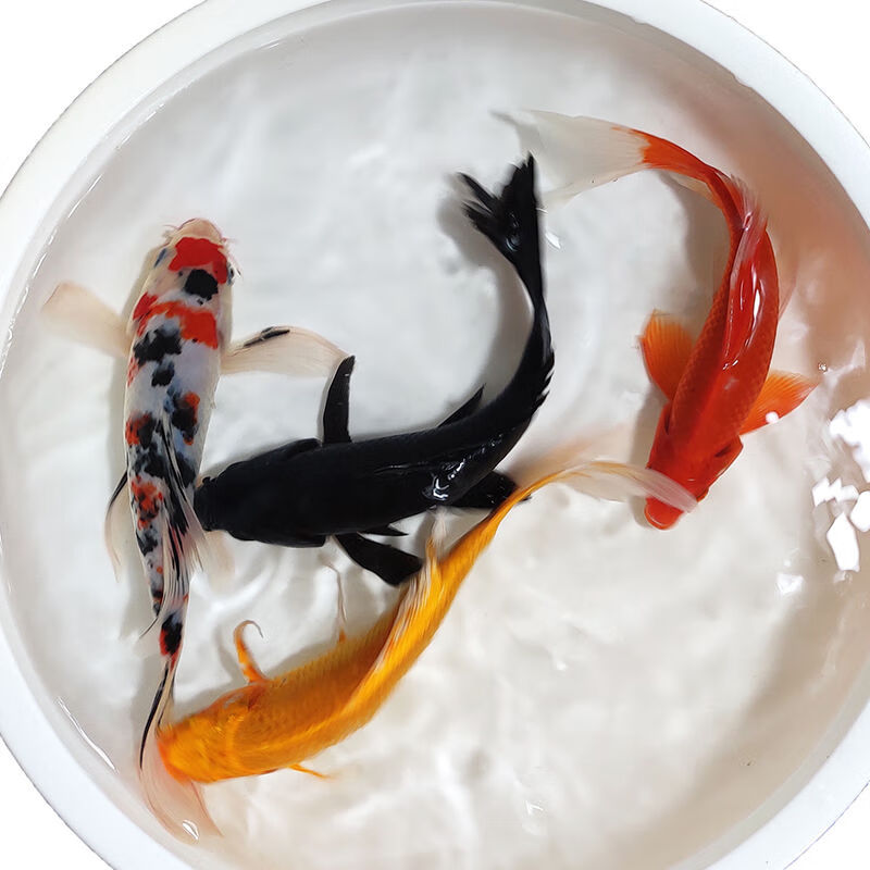 【京东】锦鲤小鱼苗 大鱼锦鲤观赏鱼冷水淡水小型锦鲤鱼活鱼金鱼 活