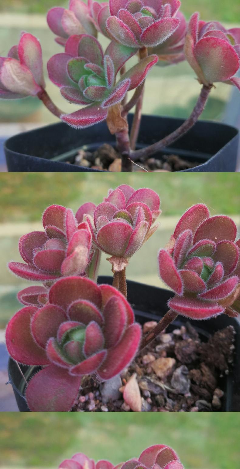 橄榄球玫瑰 多肉植物群生老桩 桑氏莲花掌 法师系 玫红色 橄榄球玫瑰