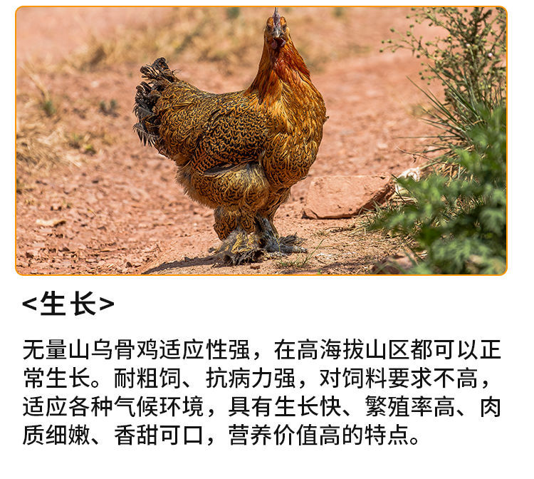 大种毛脚鸡苗批发活体土鸡乌骨鸡苗鸡仔红毛公鸡高脚鸡半大鸡青年鸡 1