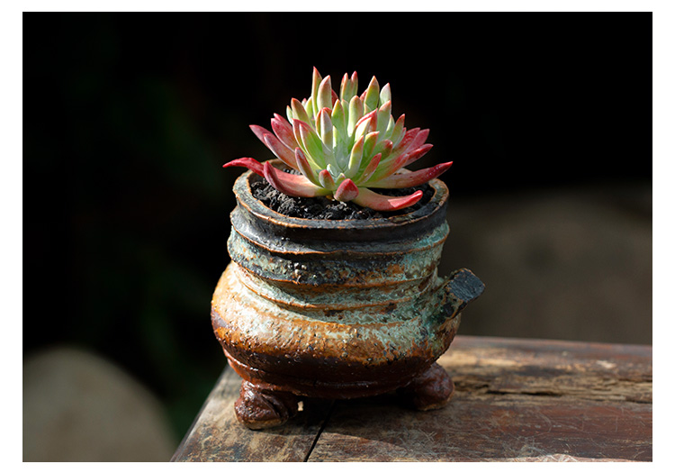 初霜仙女杯群生多头 裸根不带土 裸根不带土【图片 价格 品牌 报价】