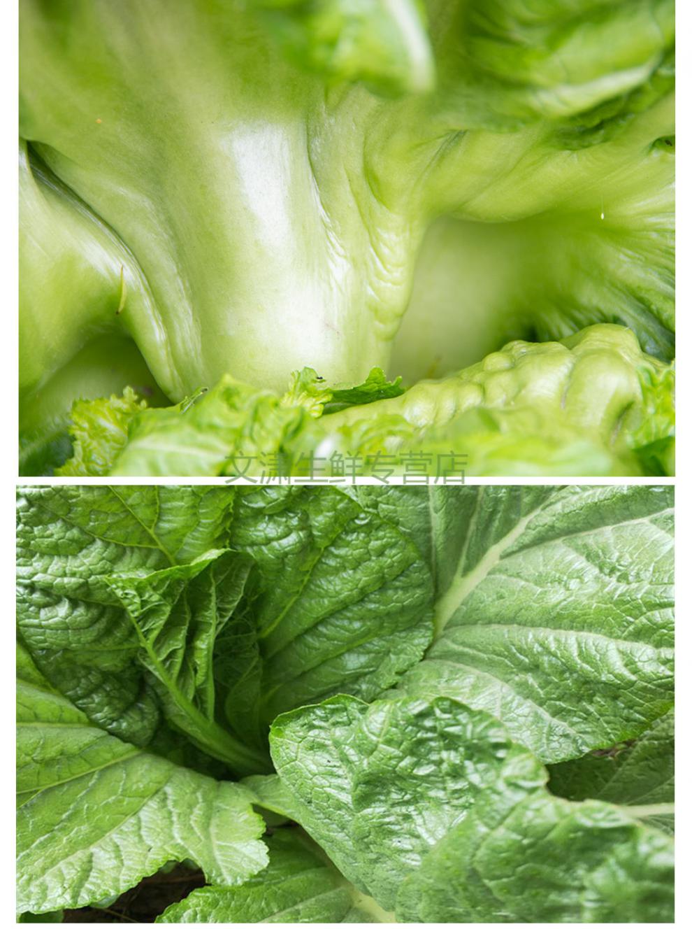 四川特产大叶青菜新鲜泡青菜奶奶菜青菜梗青菜邦邦 净重3斤 四川新鲜
