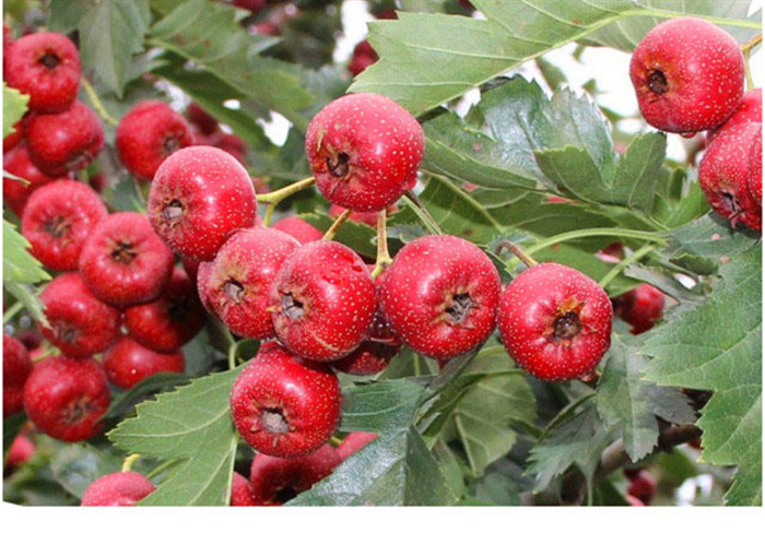 现货速发野山楂一斤装小金星鲜山楂果山里红酸甜秋金星甜山楂一斤装70