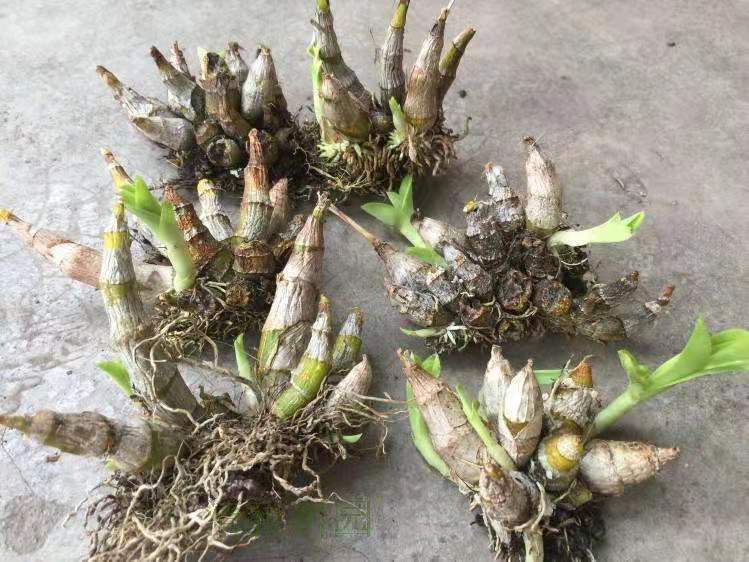 秄花斛防伪大粒秄花槲子花斛籽花斛 【秄花斛】20克送枸杞【图片 价格