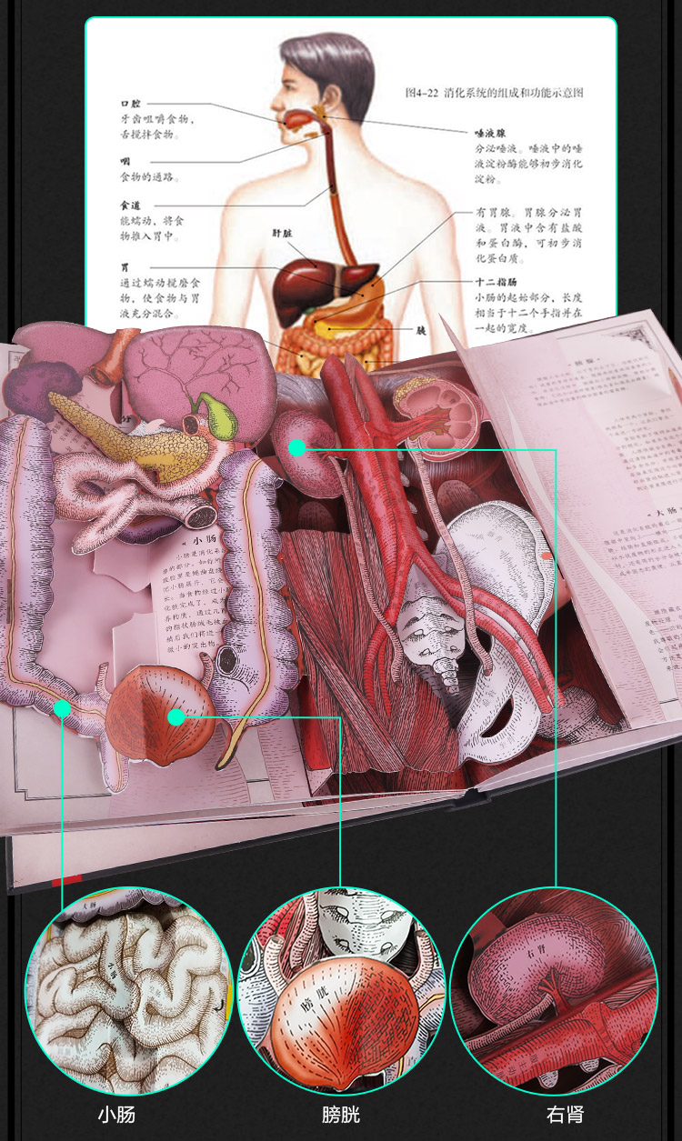 人体立体书解剖探索身体运转奥秘