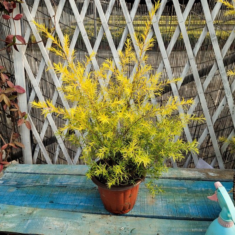 黄金香柳树苗千层金棒棒糖盆栽花镜植物庭院花园木本四季常青绿植 1.