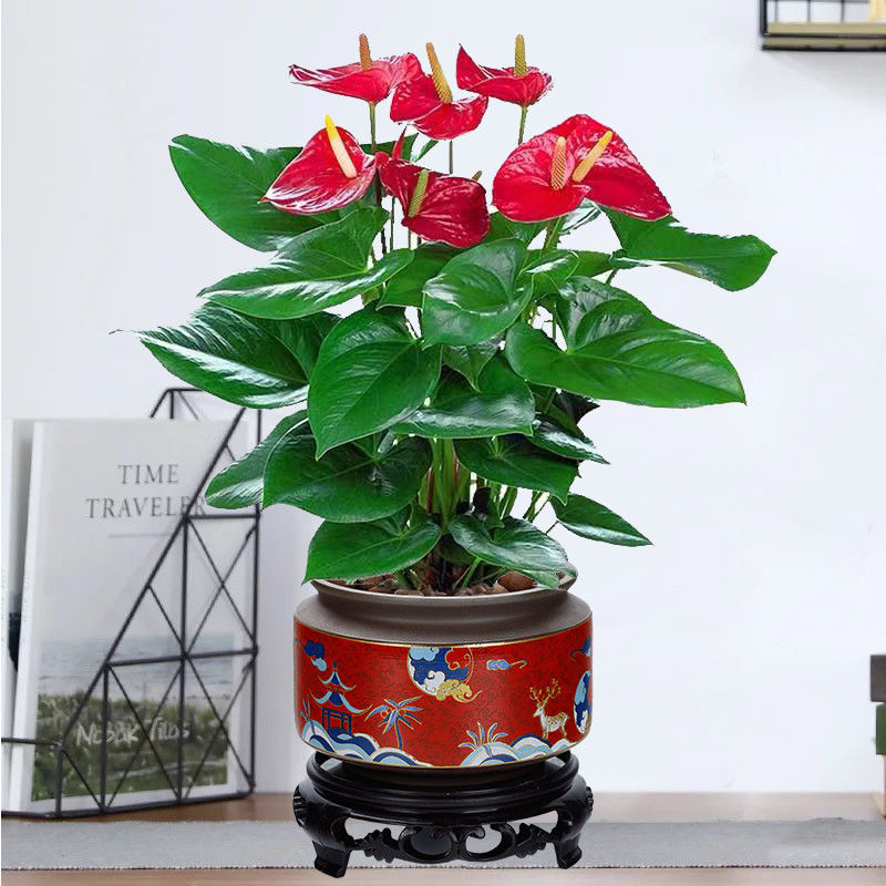 宛彦君红掌白掌花卉绿植盆栽水培植物室内好养四季开花免浇水一帆风顺