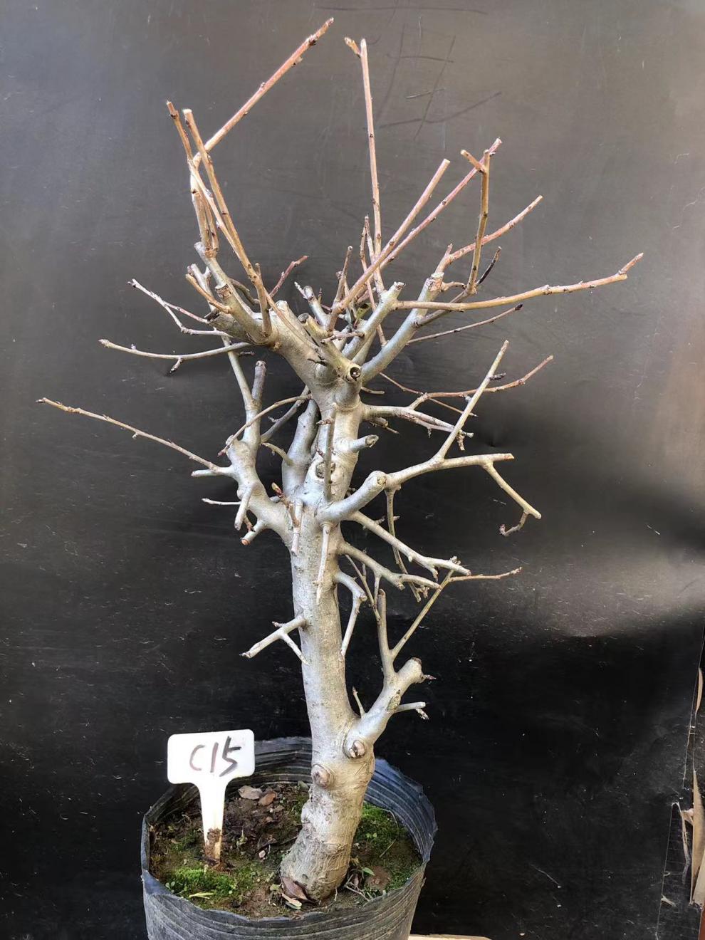 垂丝海棠植物室内好养植物老桩花卉树苗盆栽海棠盆景花卉盆栽红色 8年