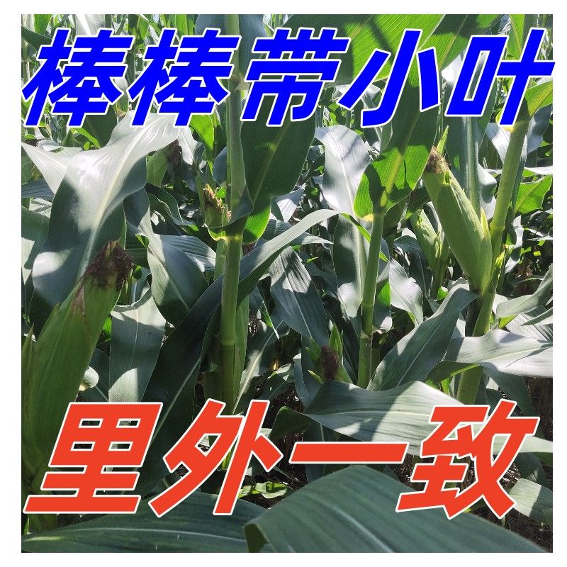 2b45a8fc516c9473.jpg