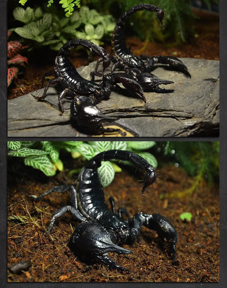 工匠头亚洲雨林蝎超大宠物黑蝎子活体温顺可上手爬虫宠物初级小号盒