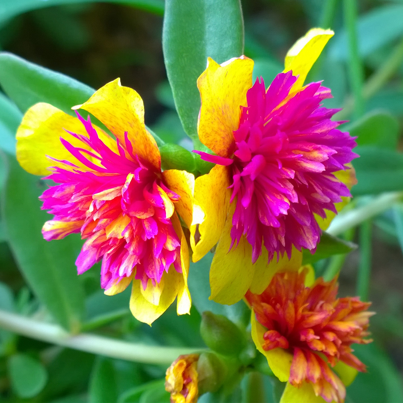 重楼大花马齿苋太阳花苗全重瓣宿根阔叶宽叶混色花卉阳台四季盆栽 粉