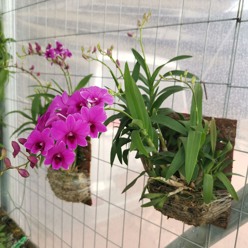 石斛兰带花室内客厅兰花盆栽迷你石斛兰泼墨石斛水晶石斛秋石斛花朝阳