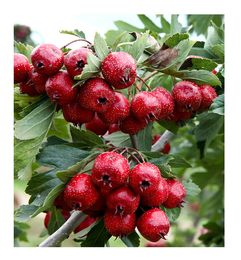 【精选s级】直接吃的野山楂一斤装小金星鲜山楂果山里红酸甜秋金星甜