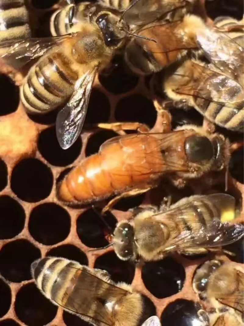 意蜂蜂王蜂群意蜂生产王高产蜜王蜜蜂种王蜂王1号产卵王半斤蜜蜂新