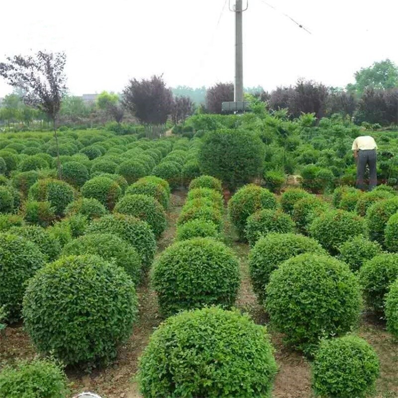 法國冬青苗金邊黃楊四季常青園林綠化工程苗木圍牆綠籬庭院植物紅葉