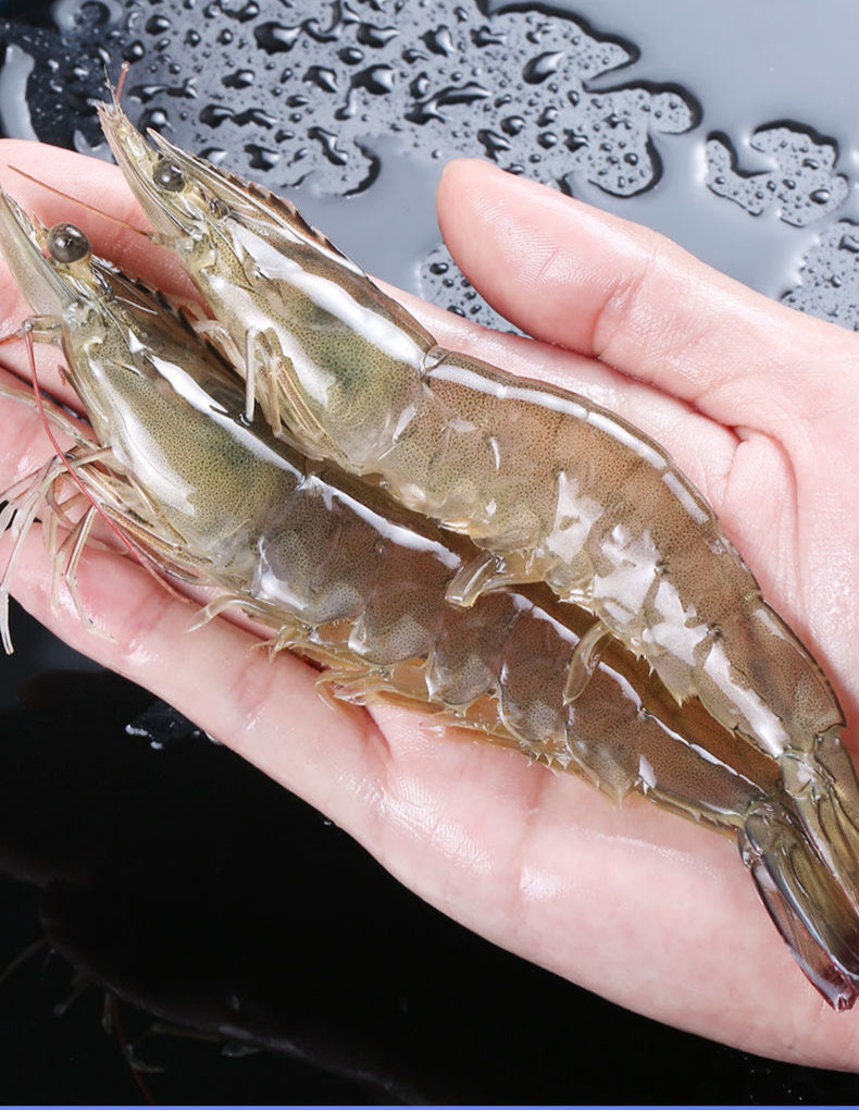 特惠基围虾连云港新鲜基围对虾1800g 鲜活鸡尾虾基围虾海捕大虾活虾