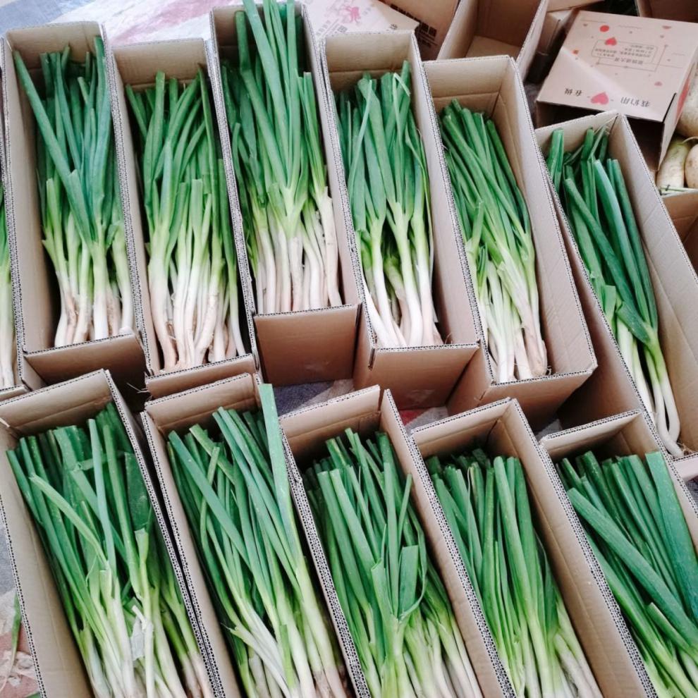 分葱新鲜3斤现挖现发露天农家蔬菜四季易种小香葱阳台盆栽葱大葱新鲜5