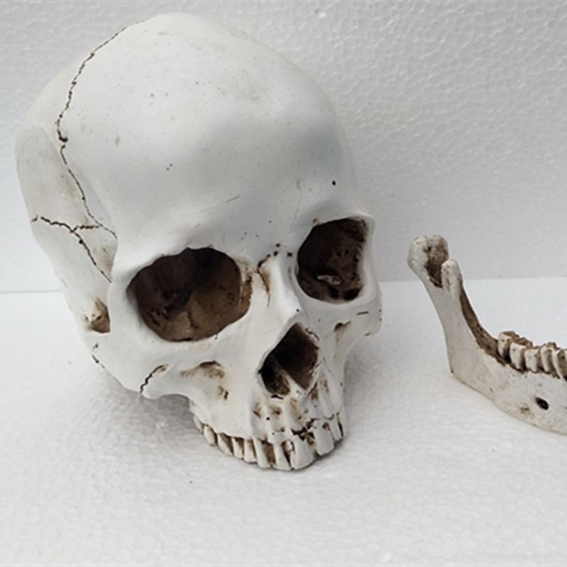 人体头部肌肉结构模型仿真头骨连体树脂骷髅头肌肉素描头骨美术教学