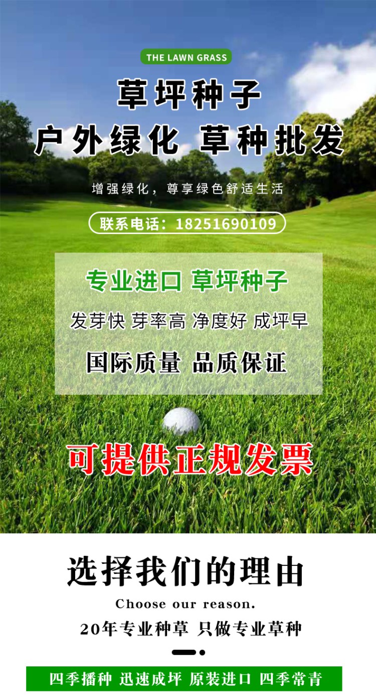 草坪草籽四季常青耐寒护坡草地毯草马尼拉狗牙根草皮