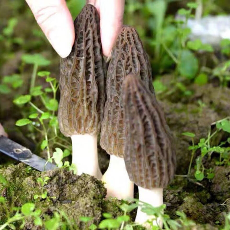 羊肚菌菌种母种蘑菇菌种栽培种菌菇包家庭阳台室内盆栽食用菌四季100