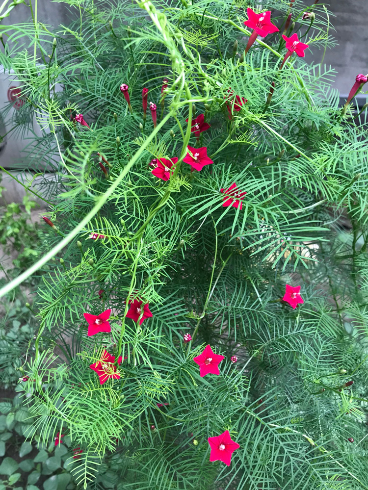 羽叶茑萝种子爬藤花卉种籽五角星花夏季易种阳台盆栽爬墙室外庭院花乡