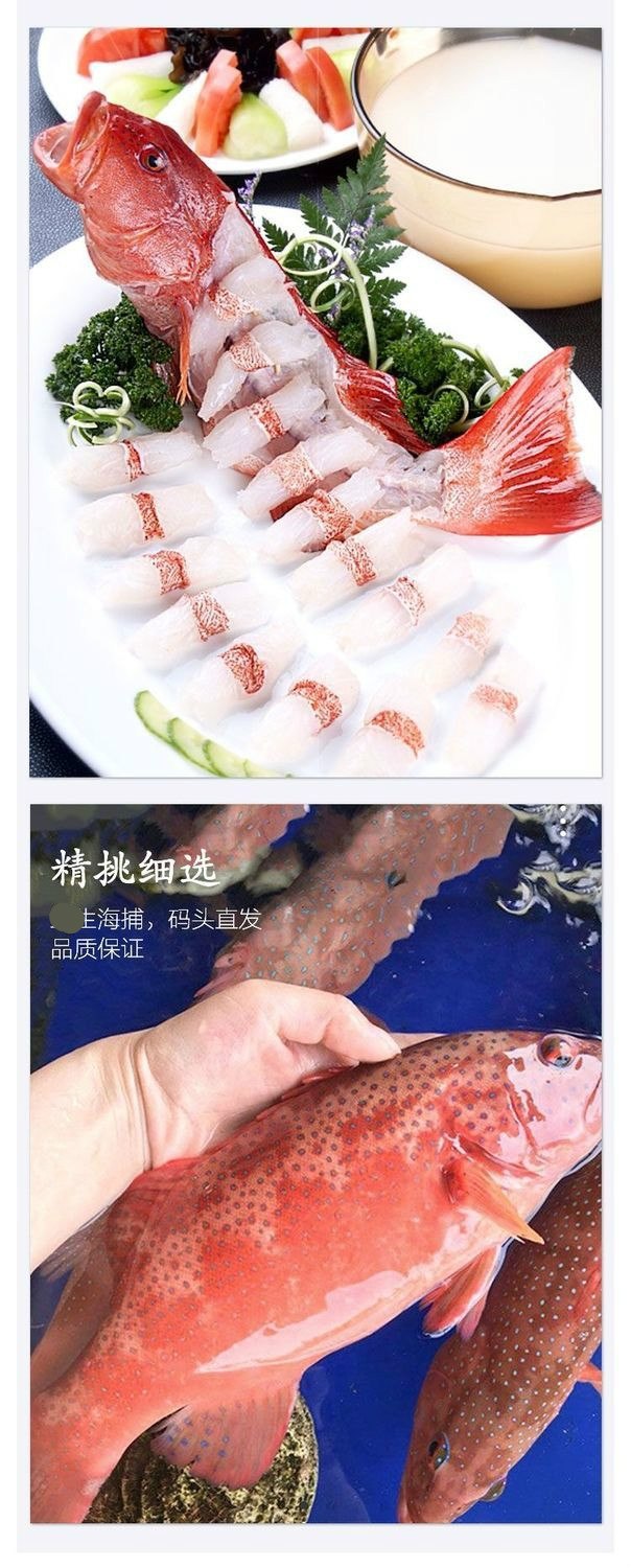 新鮮鮮活冷凍東星斑石斑魚燕尾斑瓜子斑深海海魚冰鮮海鮮食材 東星斑2