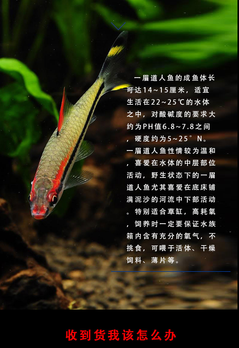 族萃一眉道人鱼活体热带观赏鱼宠物鱼活体红眉道人草缸鱼缸群游鱼 2.