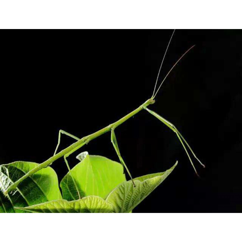 【店铺推荐】叶修虫叶子虫开食幼虫现货吃芭乐月季芒