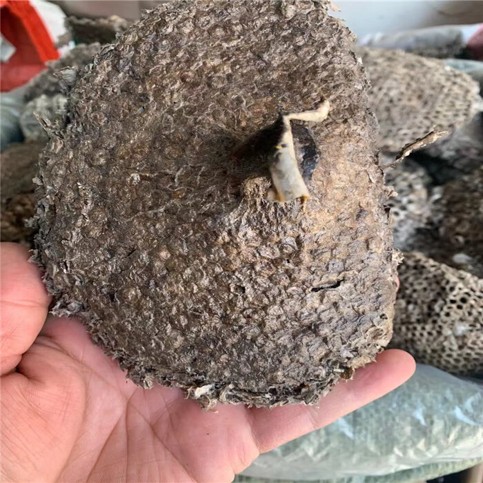 伟博蜂房中药材 整个 选货500克马蜂窝 软蜂巢 野蜂窝 黄蜂窝【图片
