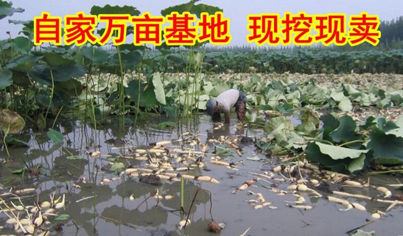 蓮藕種根苗荷花苗盆栽水養蓮花家庭池塘觀賞睡蓮水培四季種藕新品z1