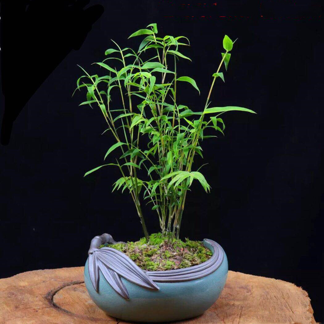 柒悦栖轻奢米竹盆景植物室内微景观竹子凤尾竹观音竹客厅米竹盆栽不含