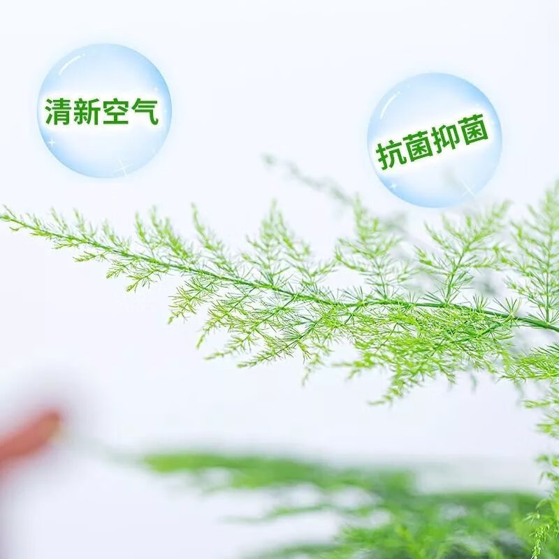 11，【精選】文竹大苗四季常青盆栽綠植室內水培植物雲竹盆景帶盆花卉 小文竹(一份不含盆)10cc 文竹原土()肥