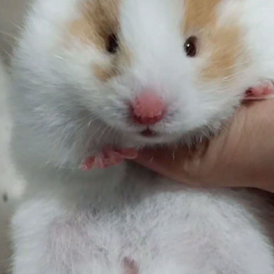 kjhgf家养仓鼠波利纹面纹密长毛纯银金丝熊卷毛熊活物活体宠物生日