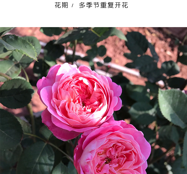 園藝灌木月季花苗陽臺盆栽花卉庭院花園地栽玫瑰植物 秋日胭脂 1加侖