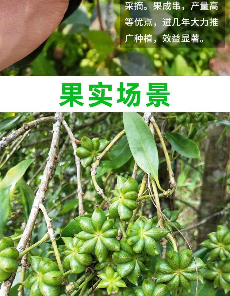 嫁接高產八角苗大紅茴香料大杯苗帶土葉發貨當年結果 八角嫁接苗50棵