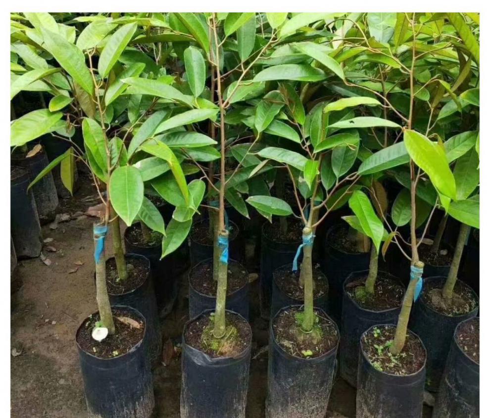 地艺 泰国榴莲树苗金枕头榴莲苗果苗阳台小盆栽猫山王南方北方四季