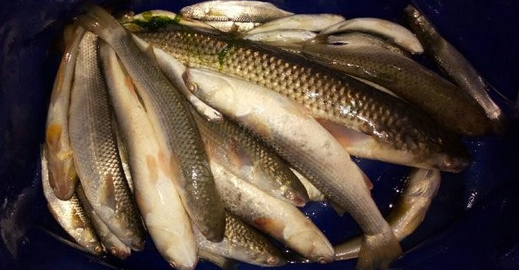 乌头鱼饵料鱼饵海钓咸淡水大包围钓鲻鱼饵料主攻梭鱼腥味配方黑鲷乌头