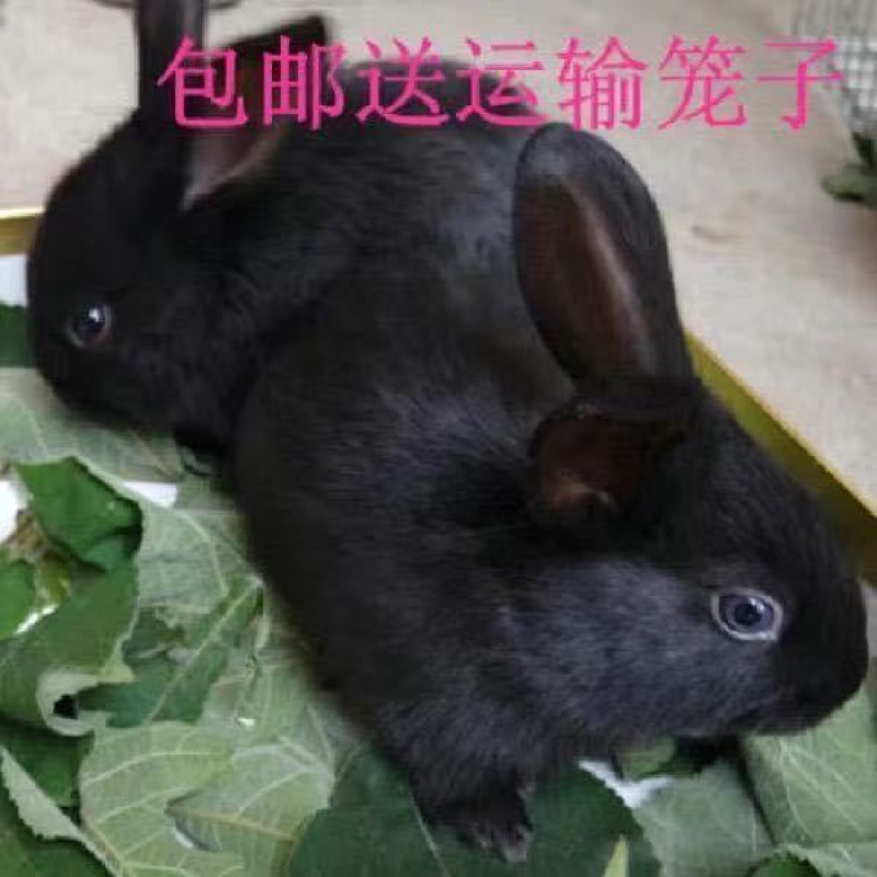 店铺推荐新品喜马拉雅巨兔活体兔子大流士大型肉兔子养220斤包活黄花