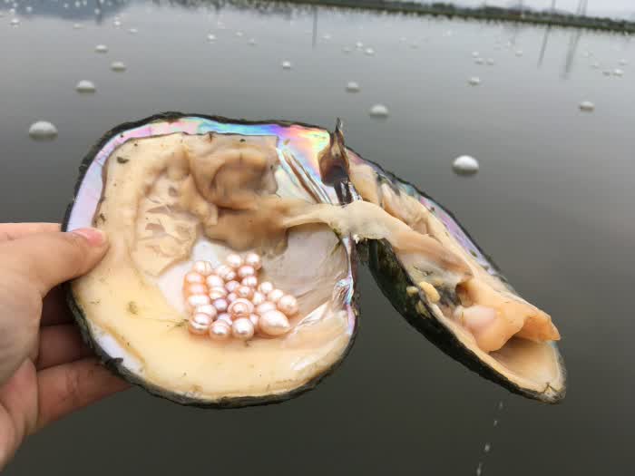 恒境 珍珠贝活体 山下湖产地淡水珍珠特大河蚌寄多珠活蚌自己开可diy