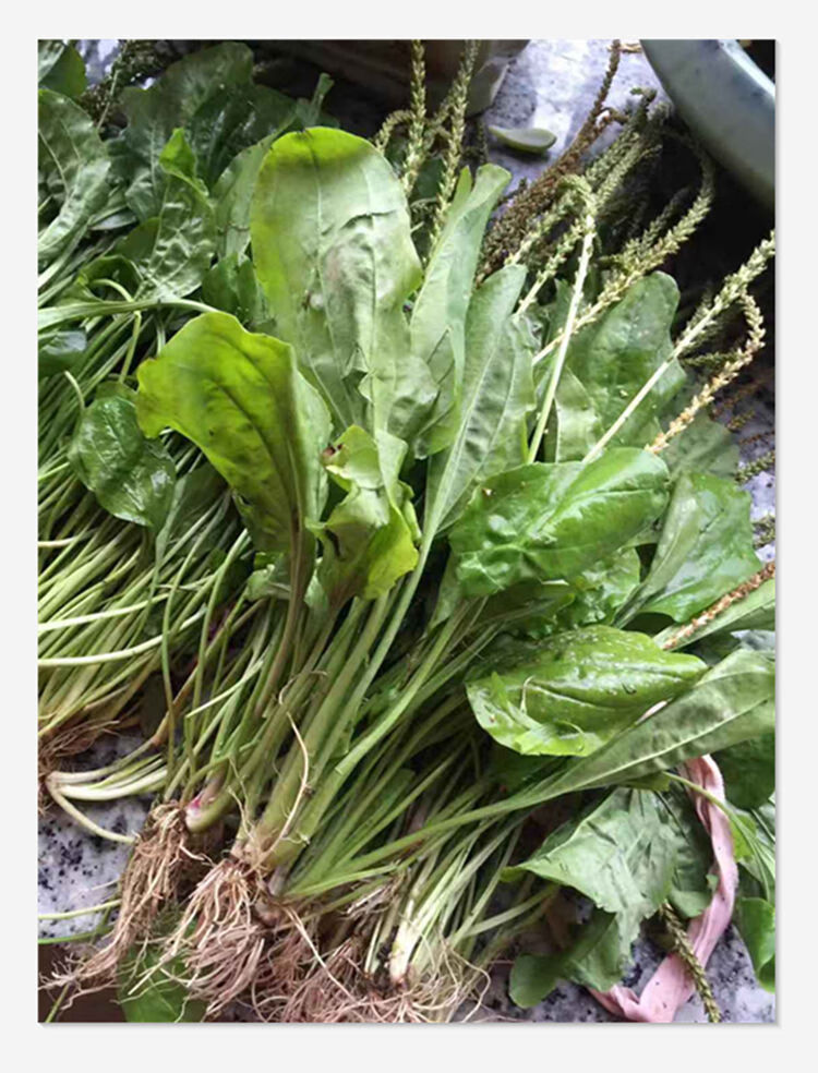 新鲜车前草车轮草苗农村山货车前草全株带根凉茶草药500g