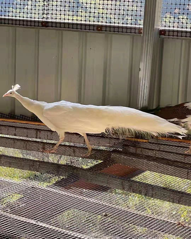 【包活】采缇(caiti)孔雀苗活体白孔雀幼鸟花孔雀观赏鸟活物宠物鸟