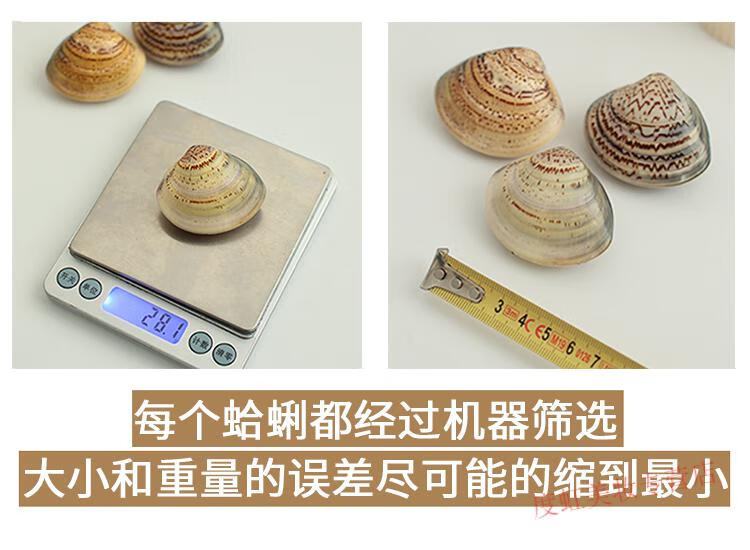 睫蓓秋冬季蛤蜊油老式手足防裂口干裂贝壳膏蚌壳护手霜老国货上海哈利 特大号(6-7厘米) 1个装