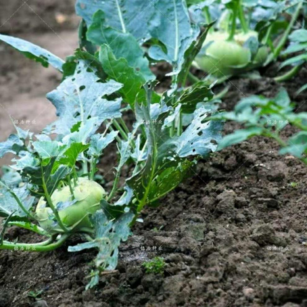天津青苤兰种子水果绿苤蓝四季春冠优冠苤蓝春季秋蔬菜种子青苤蓝原