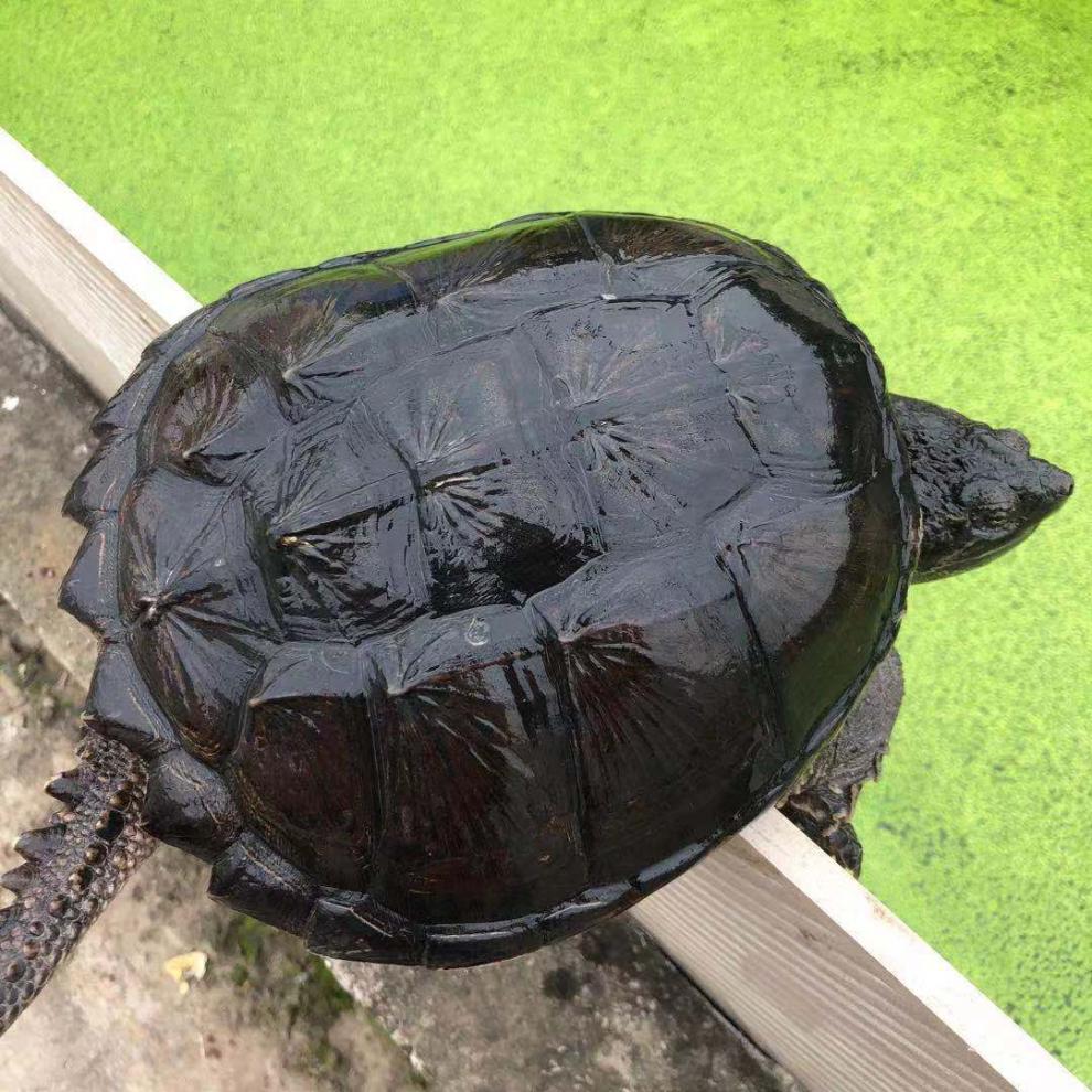活体鳄龟 北美大鳄龟食用 观赏 全品凶猛霸气 食用鳄龟 精挑优品5-6斤